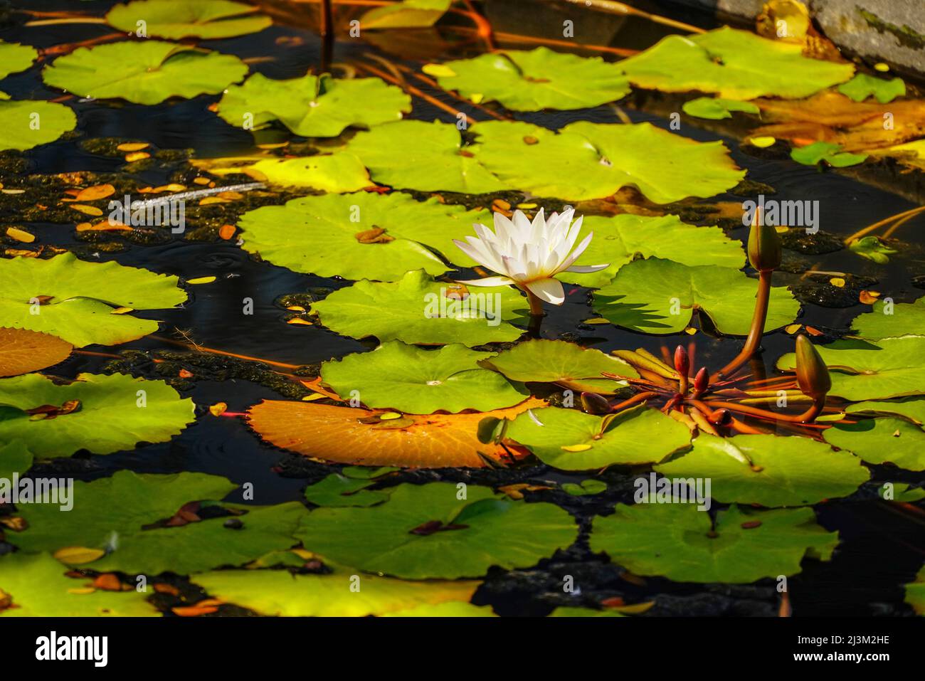 Blühende Lotusblumen (Nelumbo nucifera) auf dem Red Lotus Lake; Chiang Haeo, Thailand Stockfoto