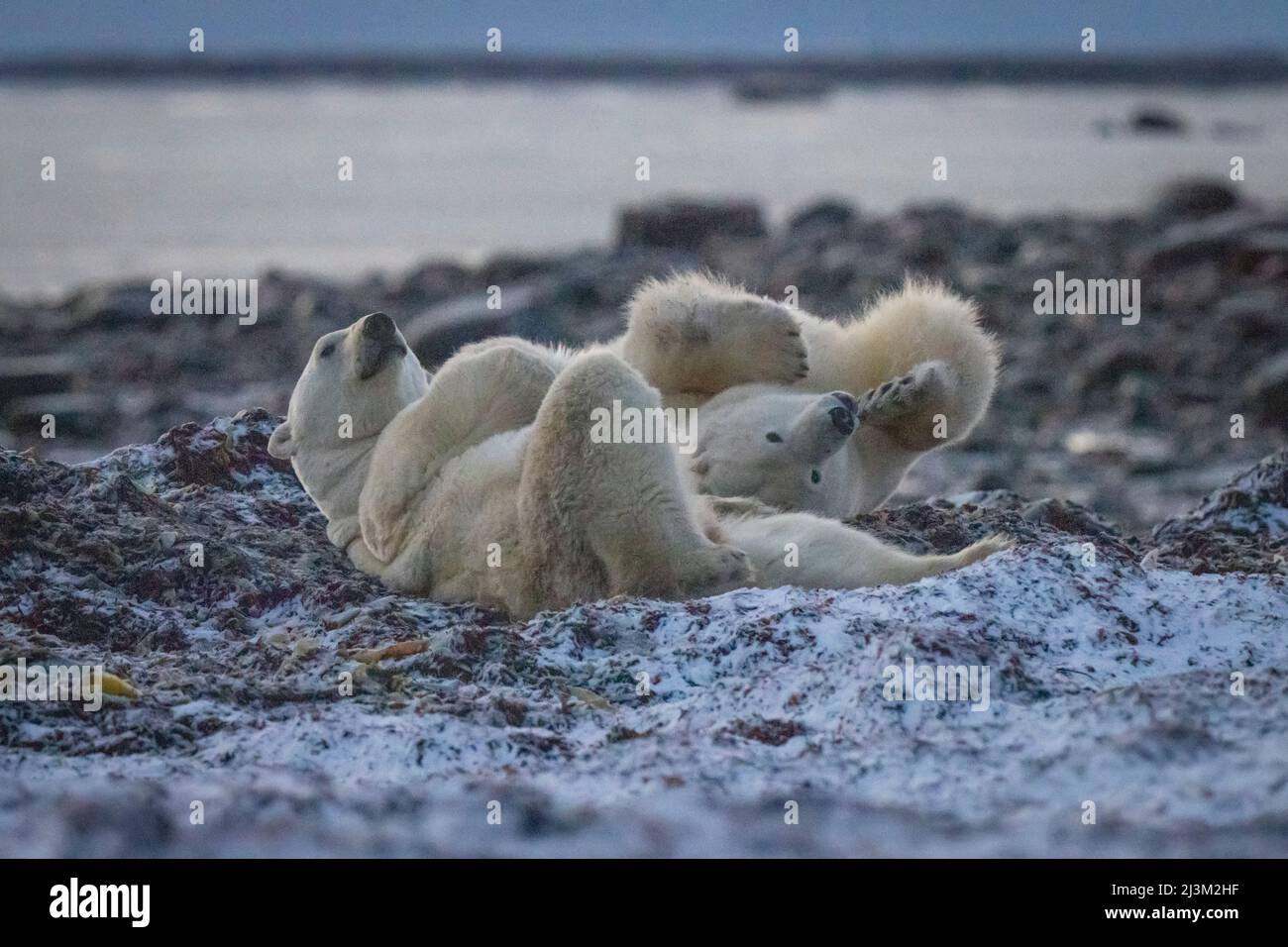 Eisbären (Ursus maritimus) Rollen in Kelp herum; Arviat, Nunavut, Kanada Stockfoto