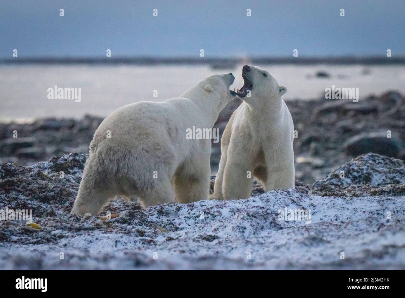 Zwei Eisbären (Ursus maritimus) brüllen einander an; Arviat, Nunavut, Kanada Stockfoto