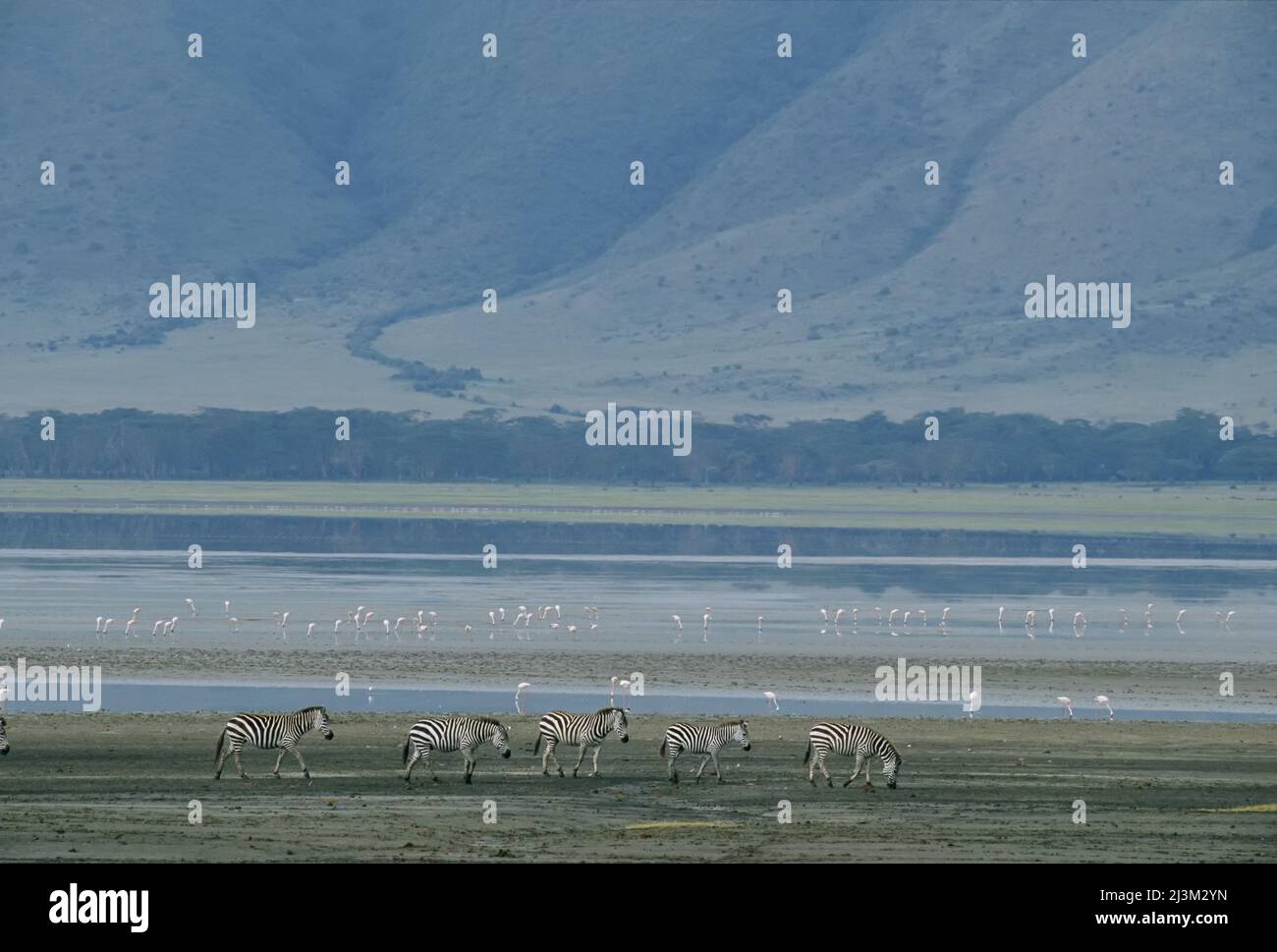 Zebras und rosa Flamingos, Ngorongoro-Krater, Tansania.; NGORONGORO-KRATER, TANSANIA. Stockfoto