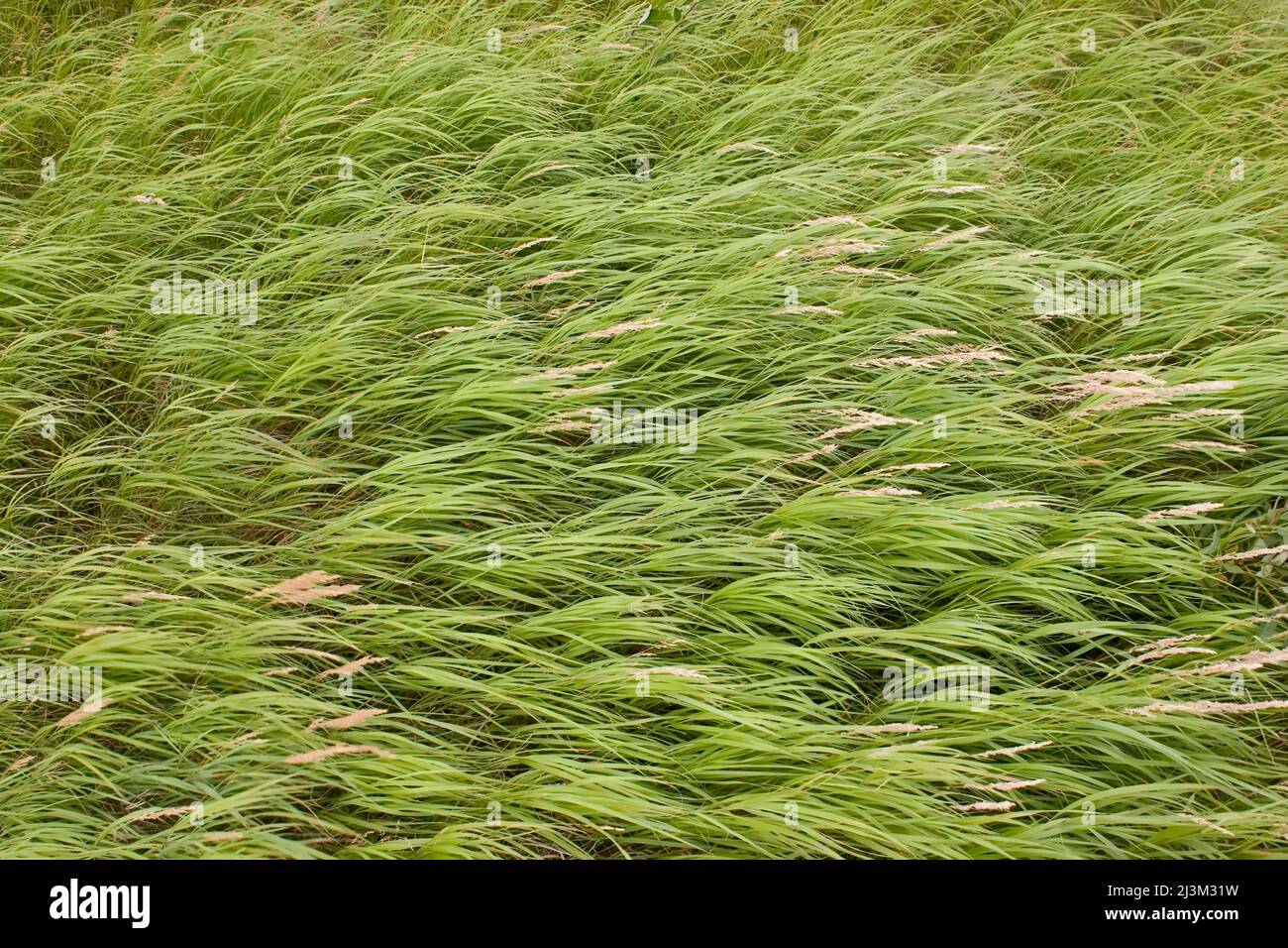 Vom Wind gebeugte Gräser.; Winisk River, Ontario, Kanada. Stockfoto