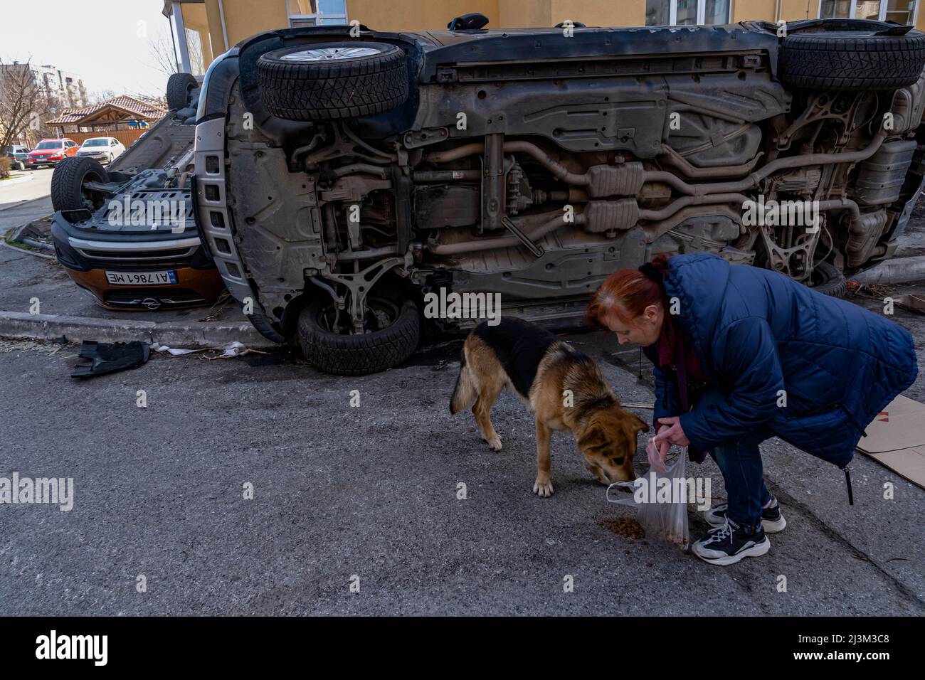 Eine Frau füttert einen Hund in der Nähe eines umgedrehten Autos nach der Befreiung der Stadt von russischen Eindringlingen, Bucha, Region Kiew, Nordukraine, April 7, 2022. Nach Angaben des Bürgermeisters wurden nach einem Massenmord in Bucha mehr als 300 Einwohner der Stadt tot aufgefunden. Die Ukraine hat den IStGH gebeten, zu untersuchen, was in der Stadt im Rahmen ihrer laufenden Untersuchung der Invasion geschehen ist, um festzustellen, ob eine Reihe von russischen Kriegsverbrechen begangen wurden.[die russischen Behörden haben die Verantwortung verweigert und behauptet, dass die Ukraine Aufnahmen des Ereignisses gefälscht oder inszeniert hat Tötungen selbst Stockfoto