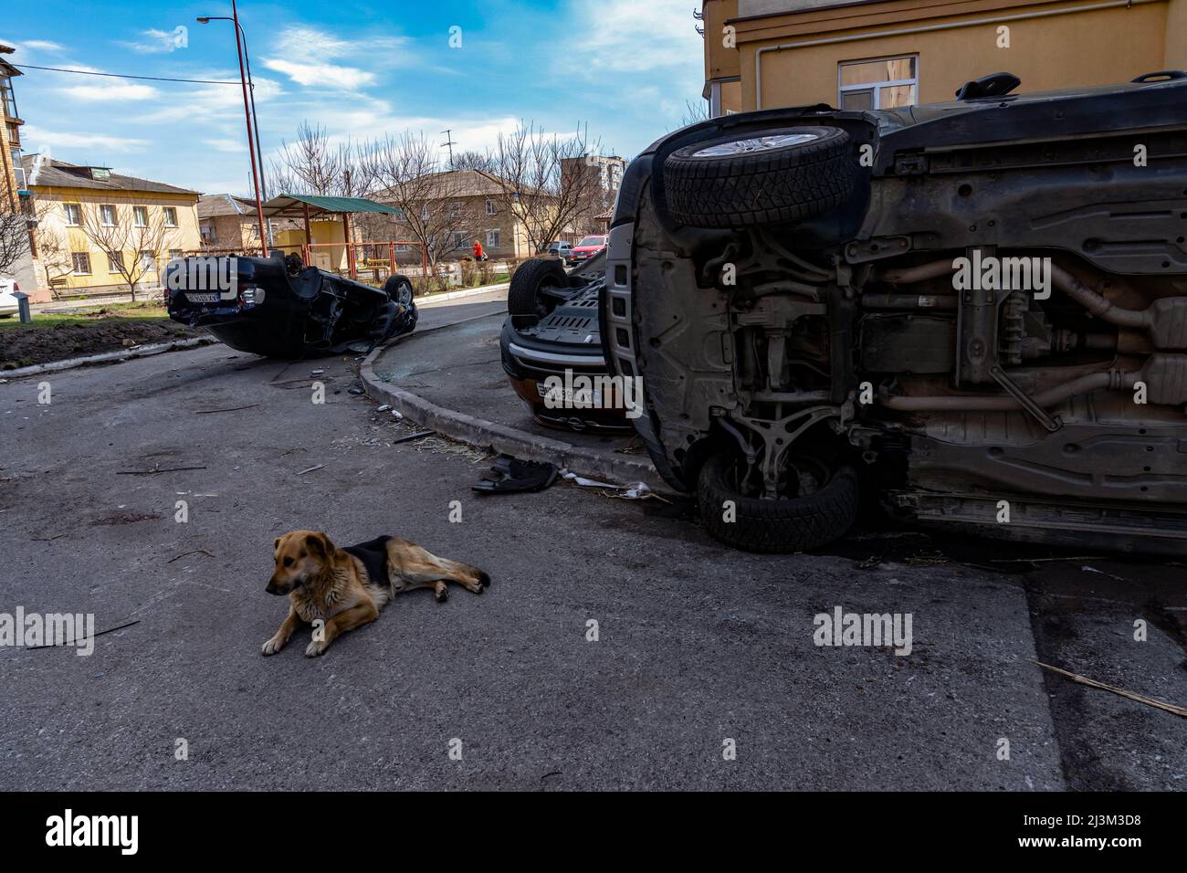 Ein Hund liegt auf der Auffahrt in der Nähe von umgedrehten Autos nach der Befreiung der Stadt von russischen Eindringlingen, Bucha, Region Kiew, Nordukraine, April 7, 2022. Nach Angaben des Bürgermeisters wurden nach einem Massenmord in Bucha mehr als 300 Einwohner der Stadt tot aufgefunden. Die Ukraine hat den IStGH gebeten, zu untersuchen, was in der Stadt im Rahmen ihrer laufenden Untersuchung der Invasion geschehen ist, um festzustellen, ob eine Reihe von russischen Kriegsverbrechen begangen wurden.[die russischen Behörden haben die Verantwortung verweigert und behauptet, dass die Ukraine Aufnahmen des Ereignisses gefälscht oder inszeniert hat Tötungen i Stockfoto