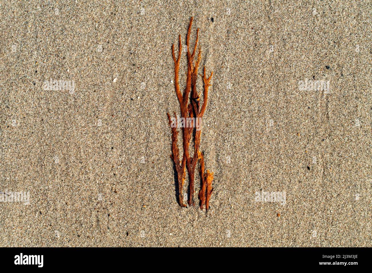 Nahaufnahme von Braunalgen, die auf Sand liegen; South Shields, Tyne and Wear, England Stockfoto