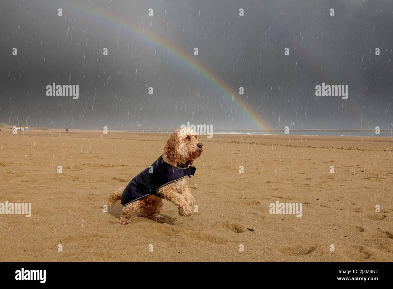 Blonde Kakapoo Hund trägt einen Regenmantel spielt am Strand während eines Regenfalls; Whitburn, Tyne and Wear, England Stockfoto