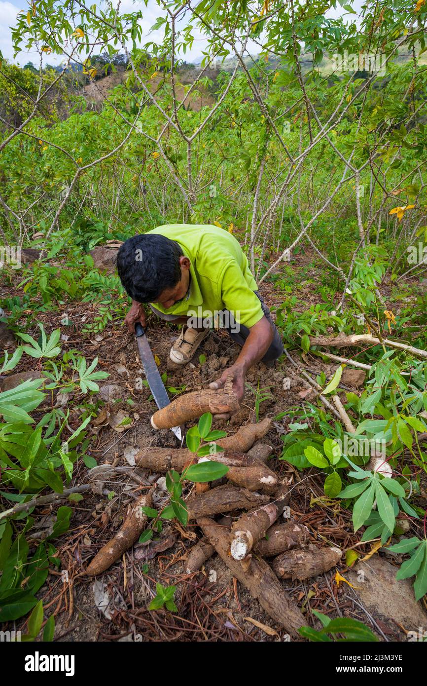 Ein panamaischer Bauern erntet Yuca in Las Minas de Tulu, Provinz Cocle, Republik Panama, Mittelamerika. Stockfoto