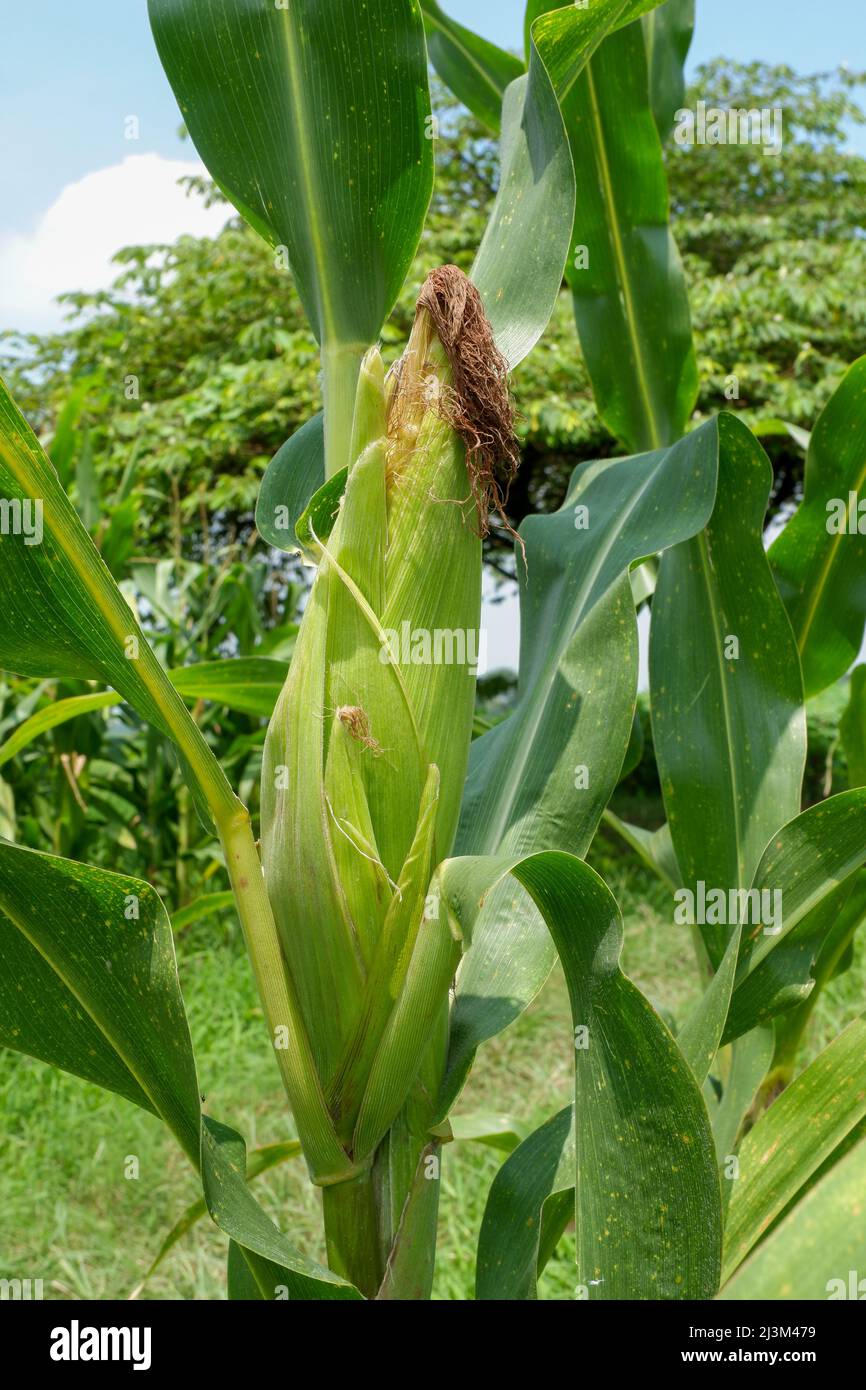 Maiskolben in einer Maisplantage. Im Sommer junges und grünes Maisfeld. Konzept der Landwirtschaft, der Produktion, des Mais und der Landwirtschaft Stockfoto