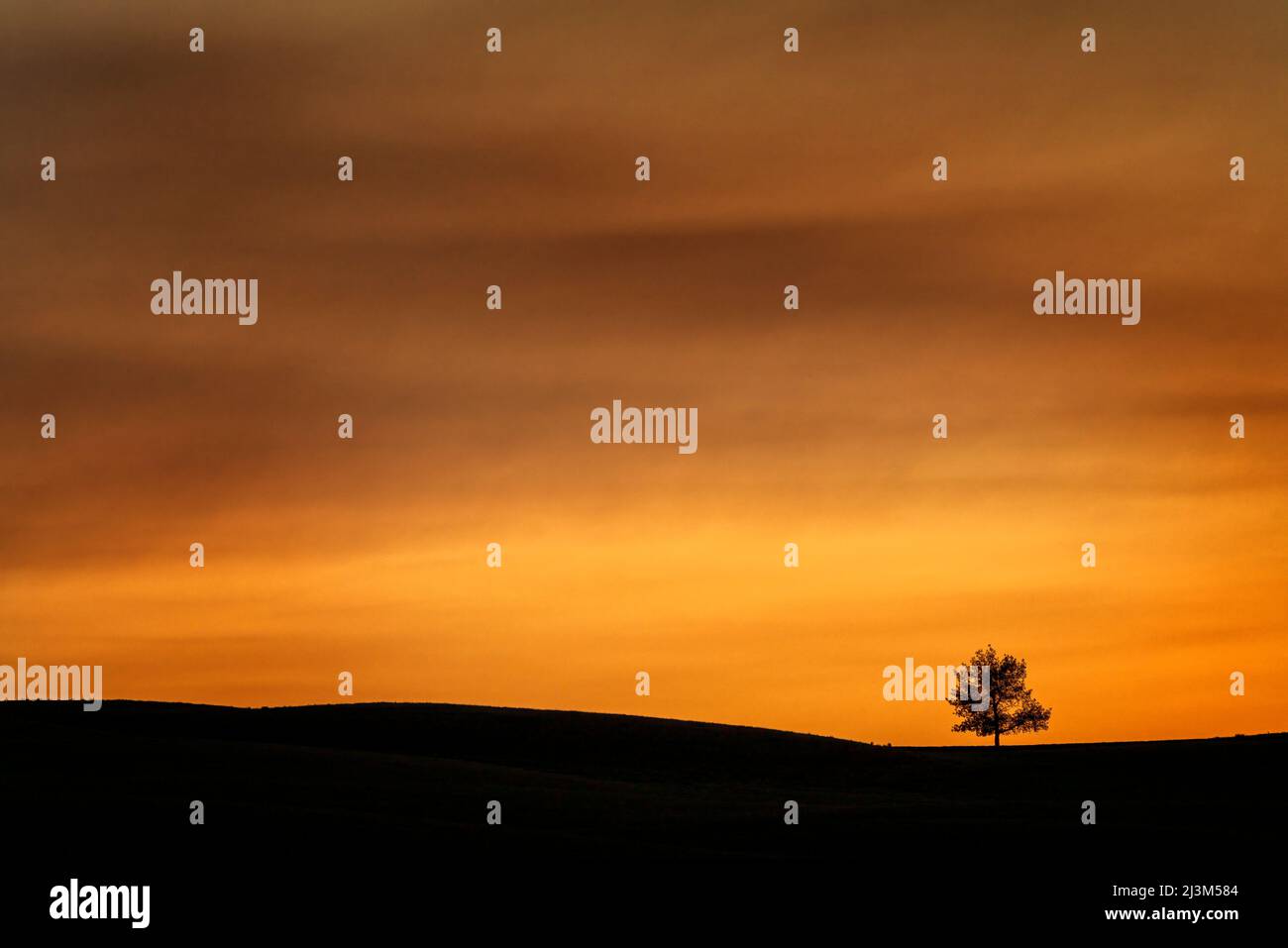 Strahlendes Abendlicht, das am Himmel über einem Baum und Horizont leuchtet; Saskatchewan, Kanada Stockfoto