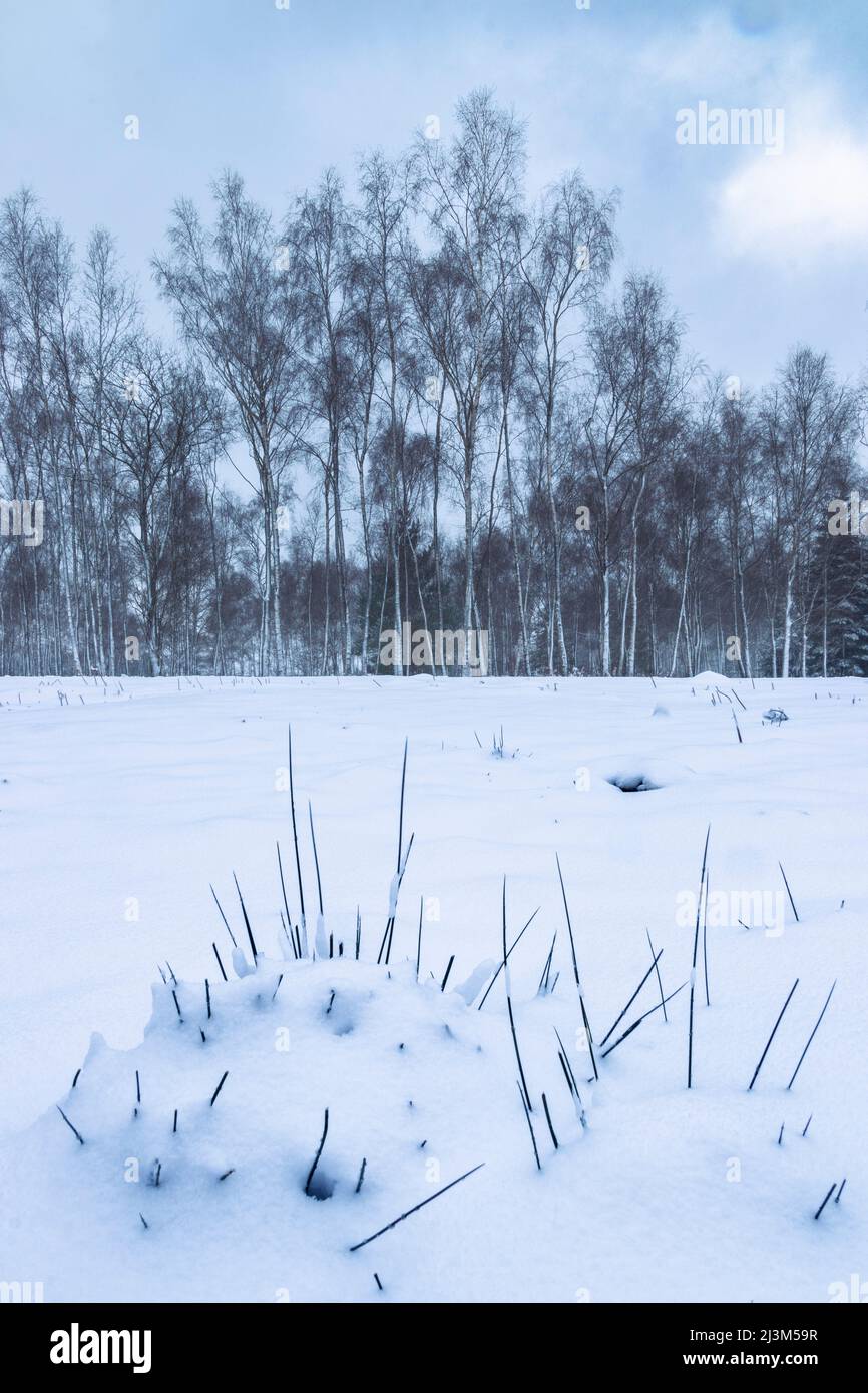 Grashalme stoßen im Bedgebury Forest in Kent, Kent, England, durch pulverförmigen Neuschnee Stockfoto