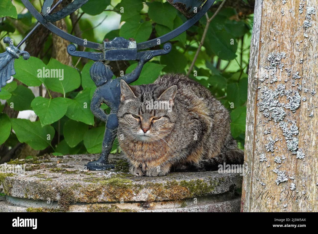 Fiffi Katze im Garten Stockfoto