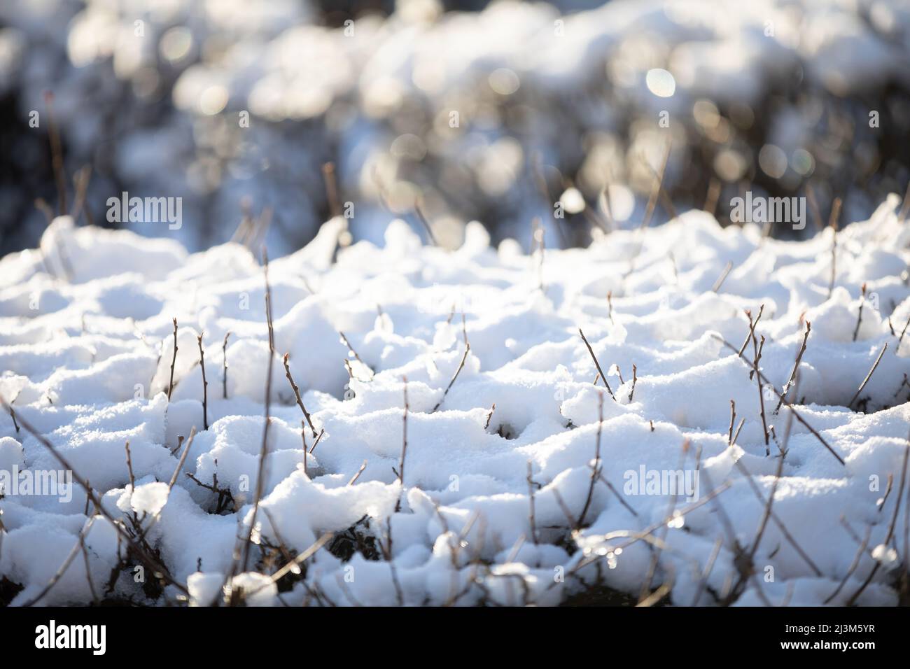 Nahaufnahme. Eine mit Schnee bedeckte Hecke der Stadt. Der Bokeh-Effekt. Stockfoto