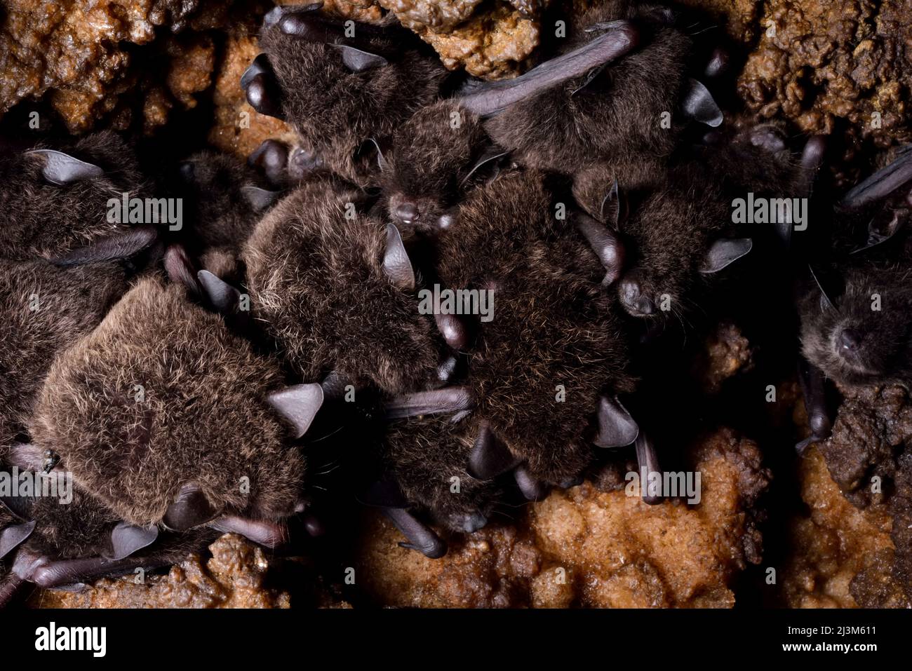 Dicht gepackte kleine Fledermäuse schlafen auf dem Dach der Cueva de Villa Luz in Tabasco, Mexiko.; Tabasco State, Mexiko. Stockfoto