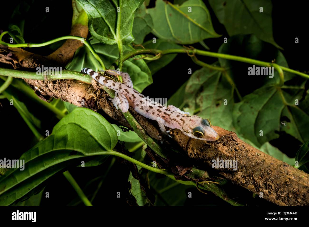 Ein Gecko, cyrtodactylus pubisulcus, auf einem kleinen Baumzweig.; Gunung Mulu National Park, Sarawak, Borneo, Malaysia. Stockfoto