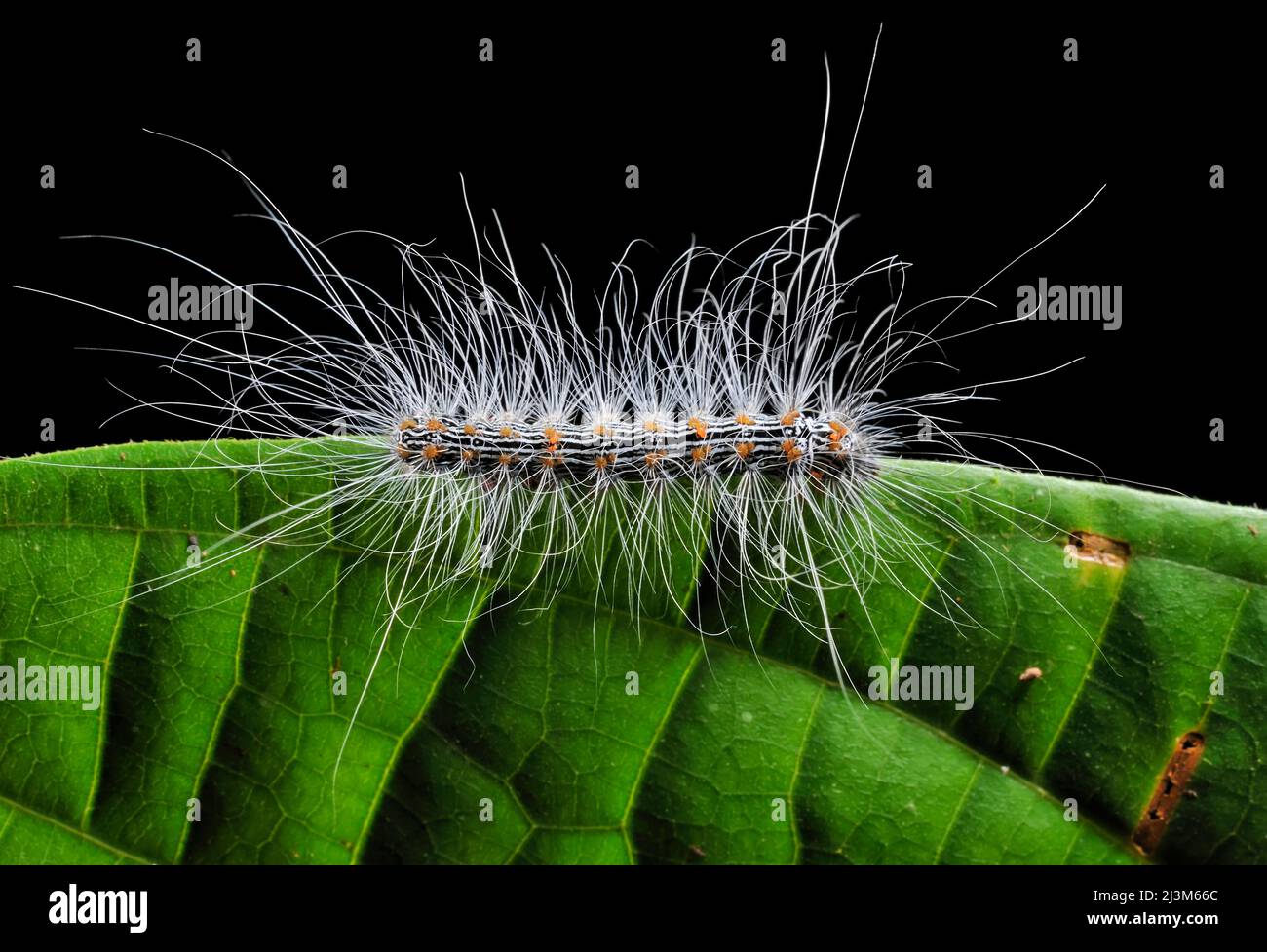 Eine haarige Raupe im Gunung Mulu National Park.; Gunung Mulu National Park, Sarawak, Borneo, Malaysia. Stockfoto