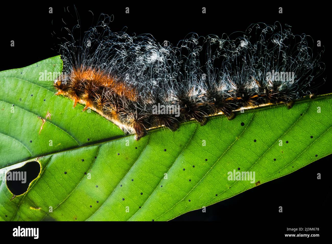 Eine haarige Raupe, Arctiidae-Arten, die sich entlang eines großen grünen Blattes fressen; Gunung Mulu National Park, Sarawak, Borneo, Malaysia. Stockfoto