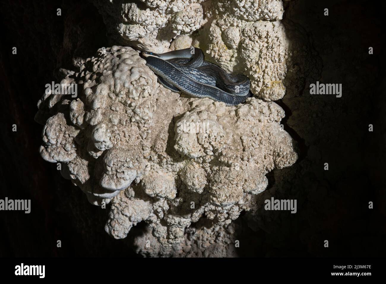 Eine Höhlenracer-Schlange in der Whiterock Cave.; Gunung Mulu National Park, Sarawak, Borneo, Malaysia. Stockfoto