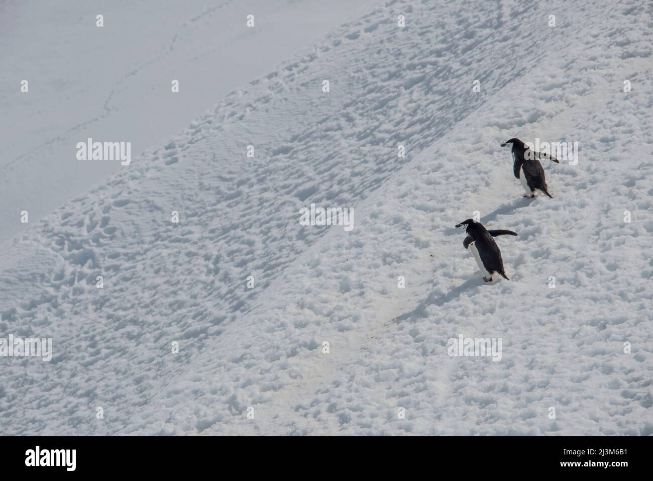 Kinnriemen-Pinguine (Pygoscelis antarcticus) auf einem Hügel im Orne Harbour auf der Antarktischen Halbinsel; Antarktis Stockfoto