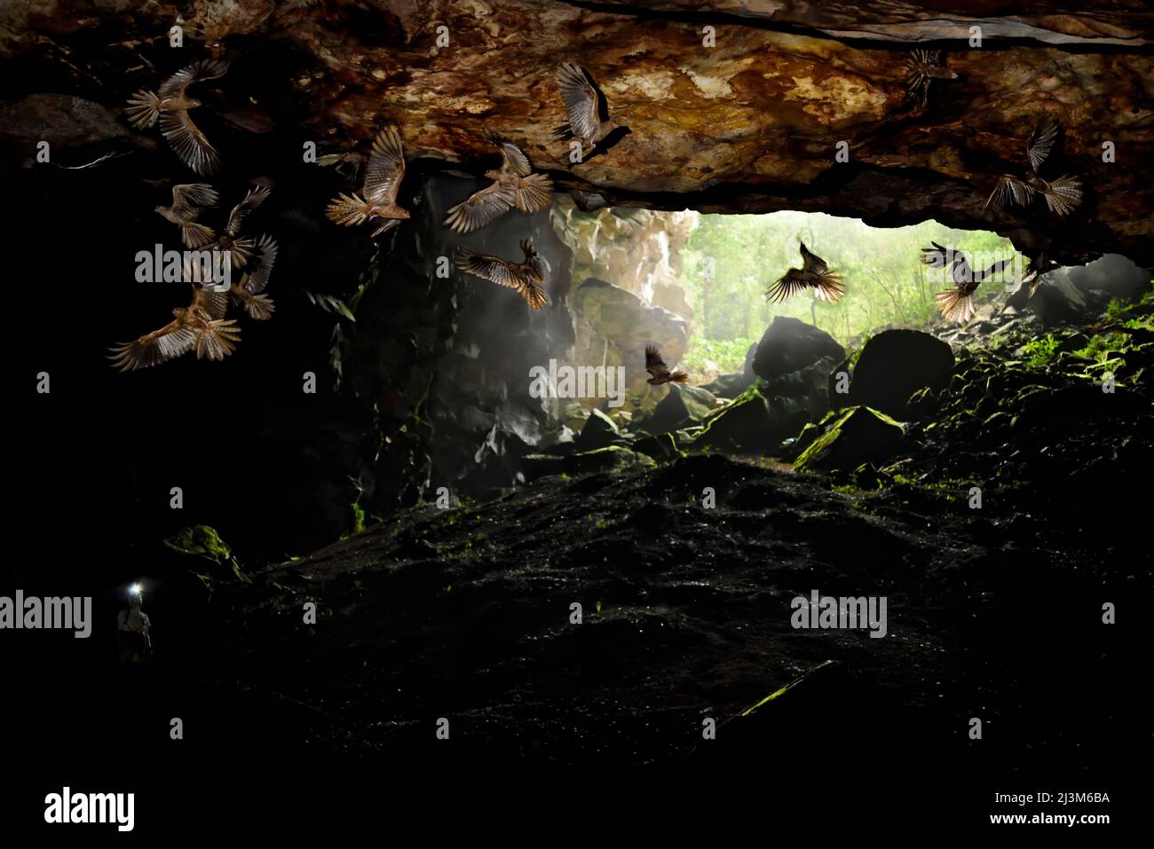 Vögel nisten in unterirdischen Höhlen.; Gran Sabana, Venezuela. Stockfoto