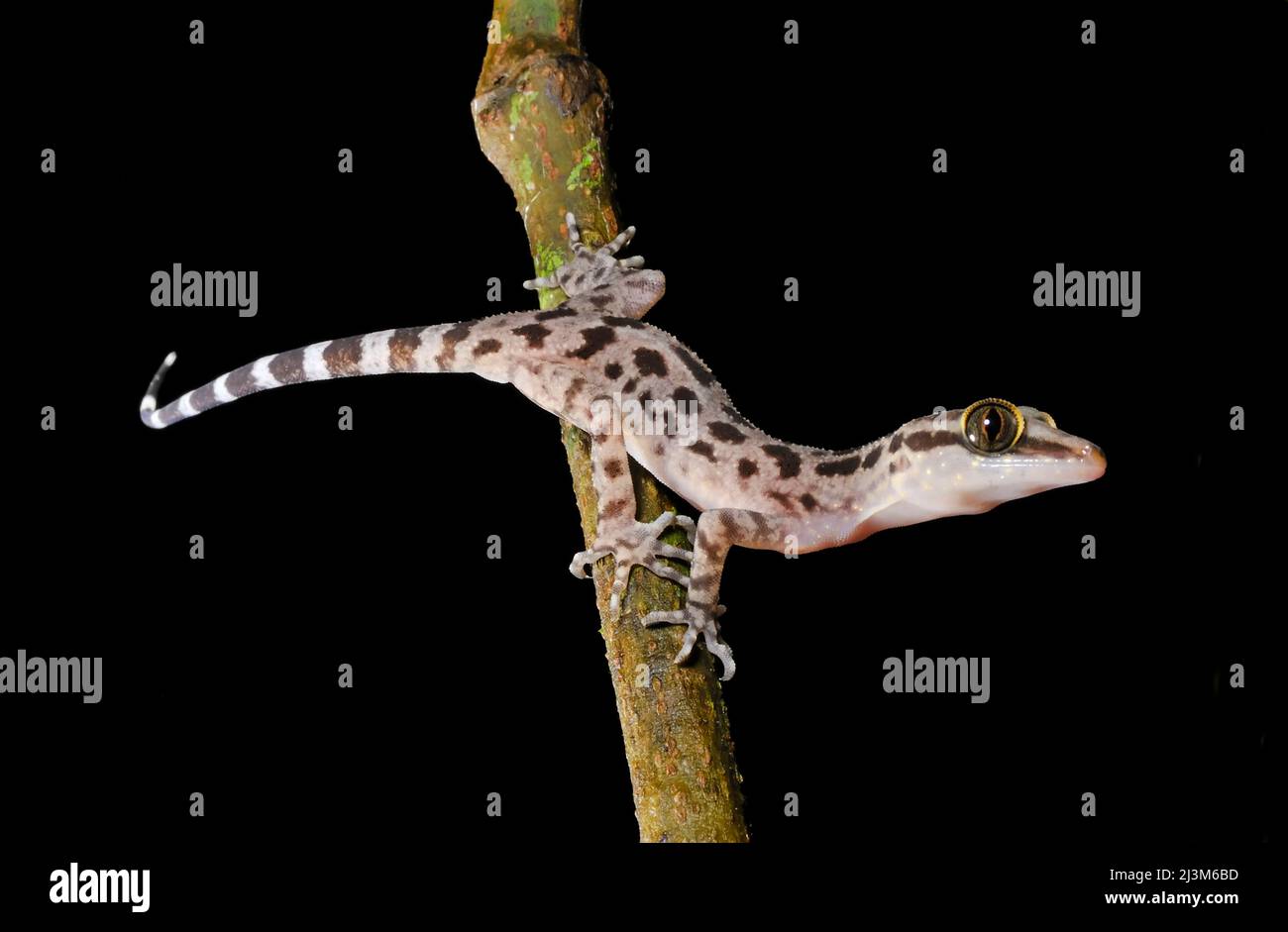 Ein Gecko im Gunung Mulu National Park.; Gunung Mulu National Park, Sarawak, Borneo, Malaysia. Stockfoto