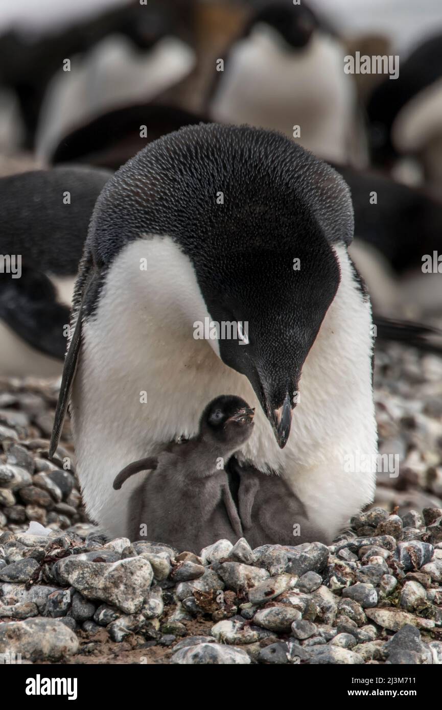 Adelie Penguin (Pygoscelis adeliae), der die frisch geschlüpften Küken am Brown Bluff in der Antarktis hütet Stockfoto