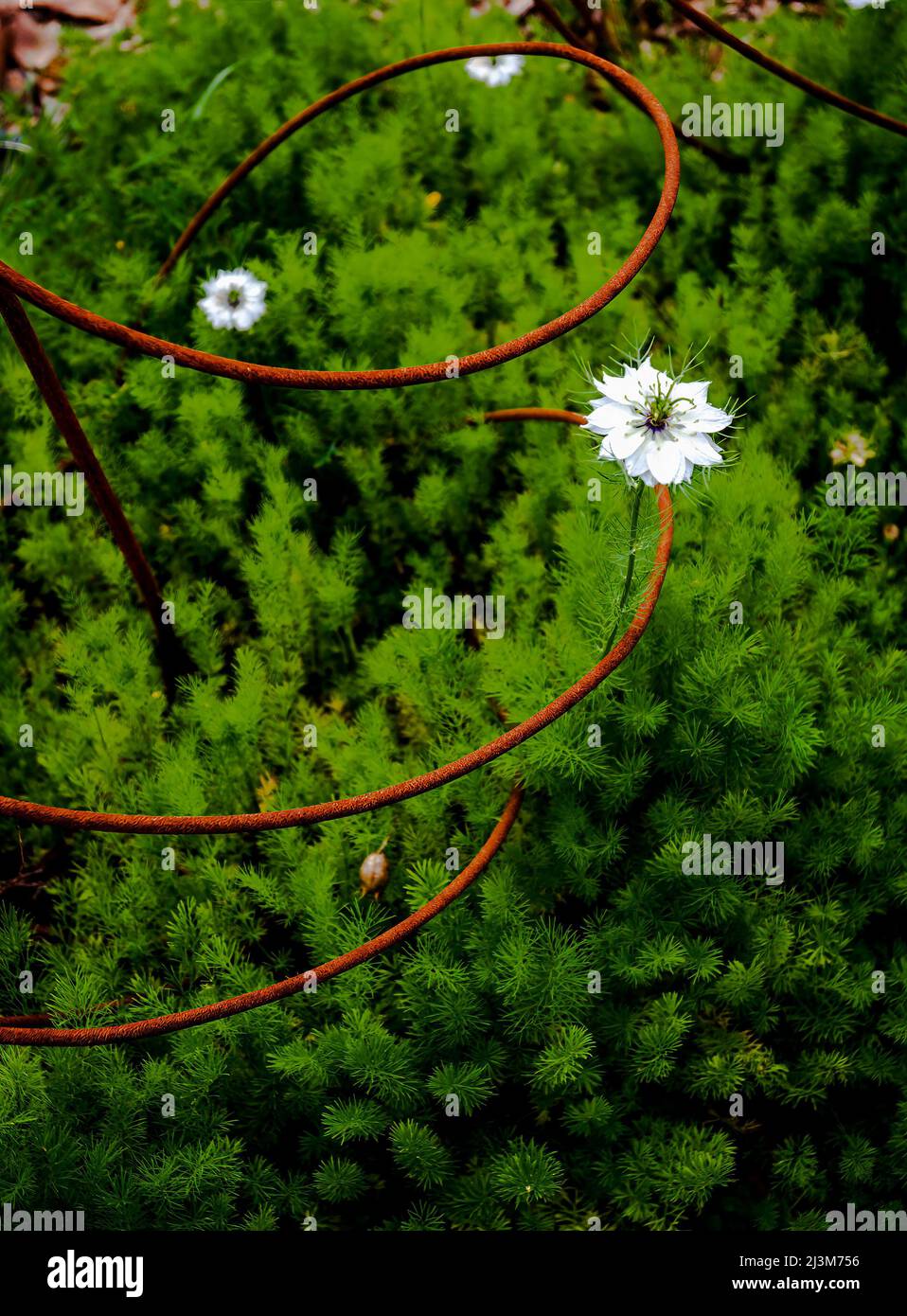 Dieser Draht unterstützt junge Pflanzen, um in einem Garten zu wachsen. Die Drahtschleife sieht endlos aus... Stockfoto