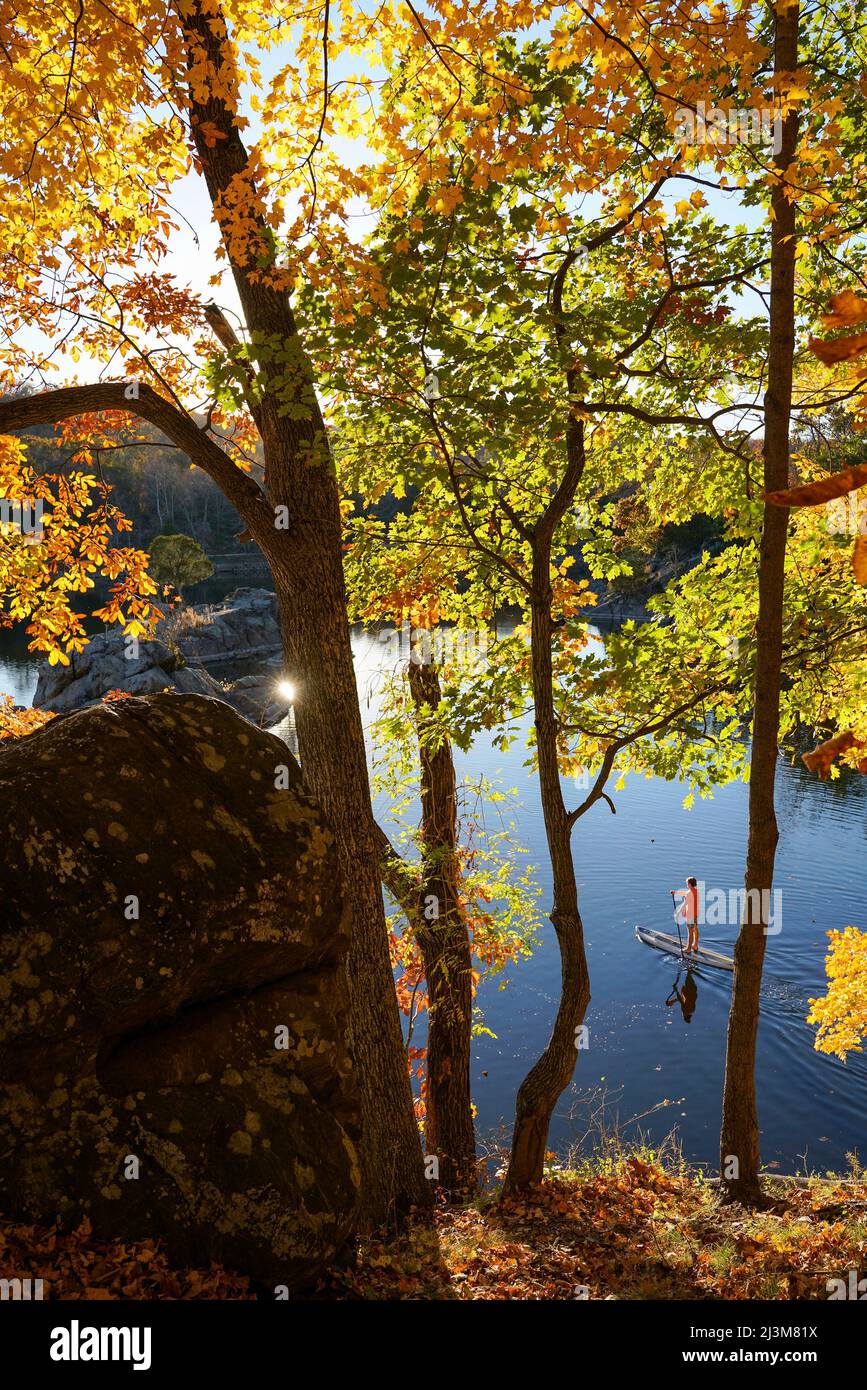 Ein fünfzehnjähriger paddelt sein SUP durch brillantes Herbstlaub auf dem Widewater-Abschnitt des Kesapeake- und Ohio-Kanals.; Potomac, Maryland. Stockfoto