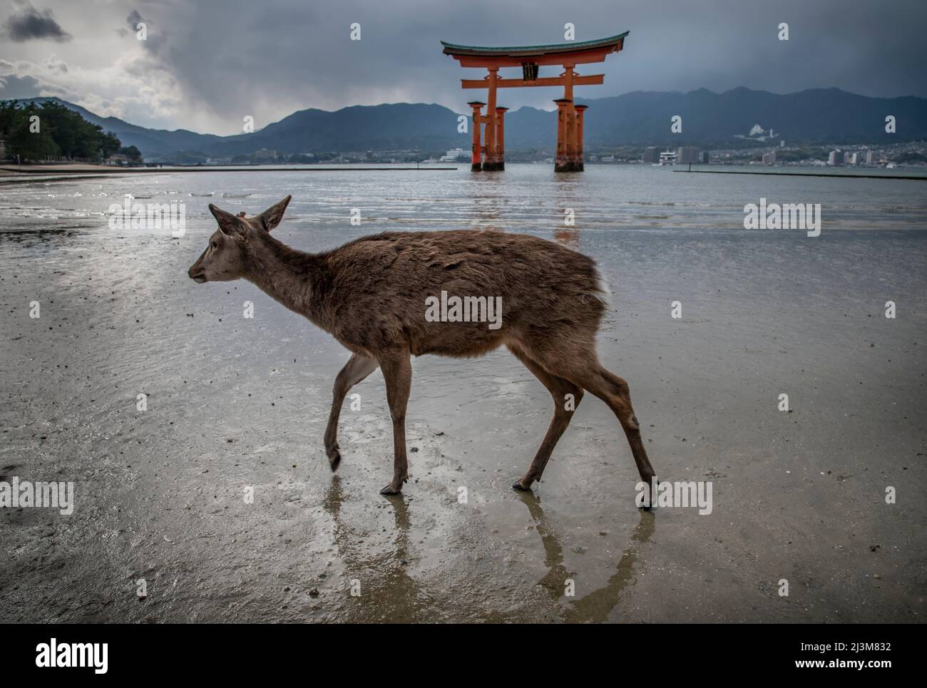 Sika-Hirsch (Odocoileus hemionus sitkensis) auf der Insel Miyajima, auch bekannt als Itsukushima. Mehr als tausend Hirsche leben auf der Insel... Stockfoto