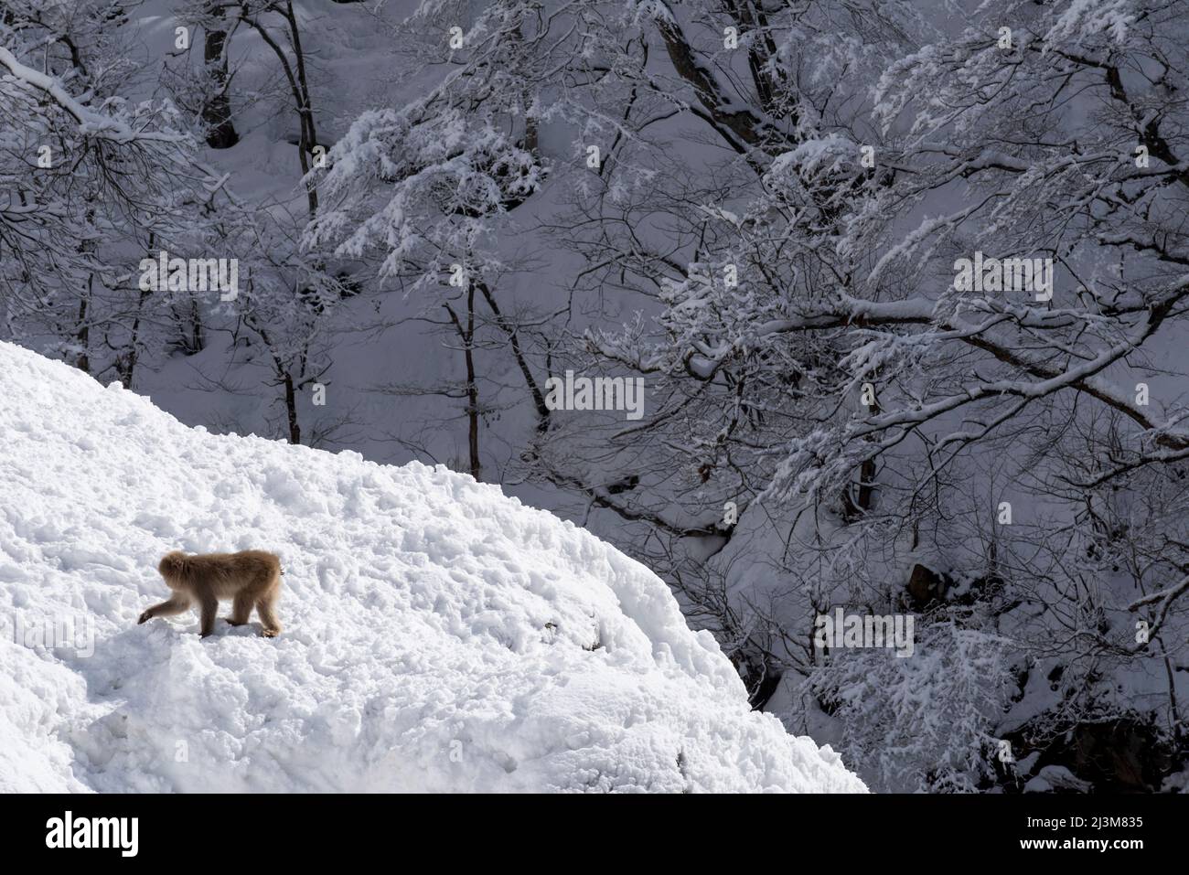 Japanischer Schneemaffe (Macaca fuscata) auf Schnee im Winter. Der Jigokudani Monkey Park liegt am Fuße des Joshinetsu Kogen National Park – oft... Stockfoto
