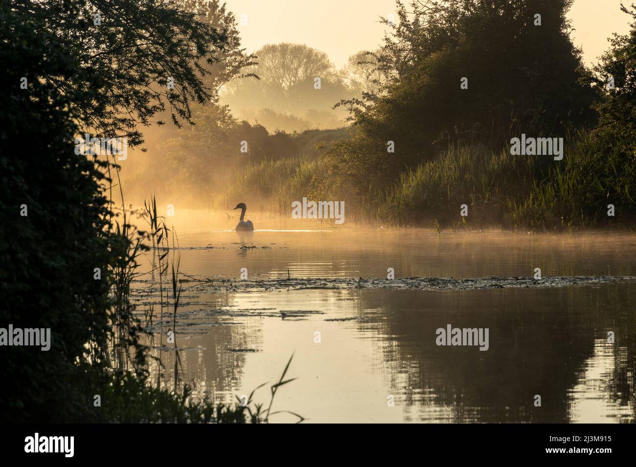 Ein einsame Schwan schwimmt bei Sonnenaufgang einen nebligen Fluss hinauf; Brighton, East Sussex, England Stockfoto