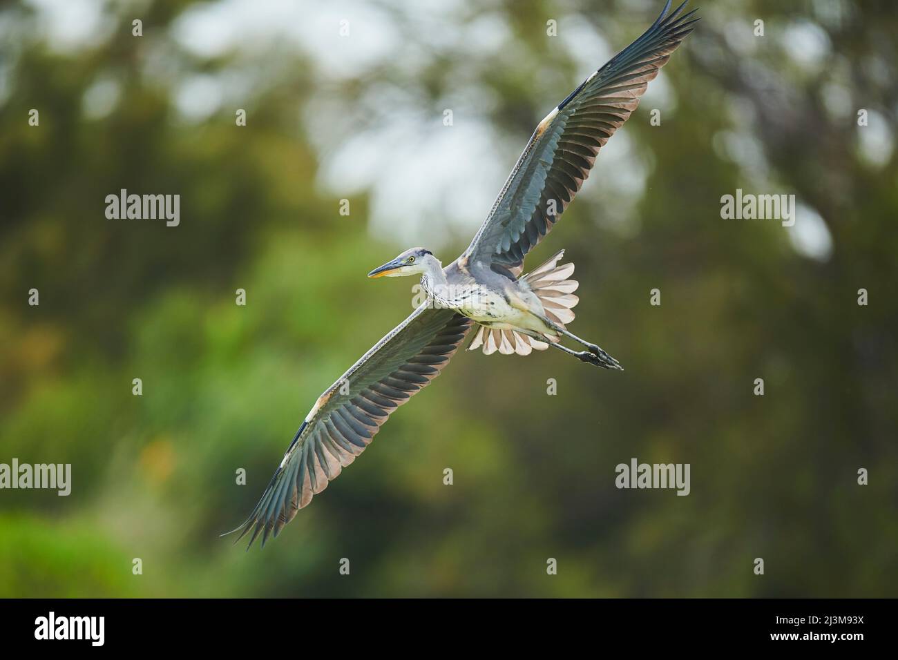 Graureiher (Ardea cinerea) im Flug, Parc Naturel Regional de Camargue; Camargue, Frankreich Stockfoto