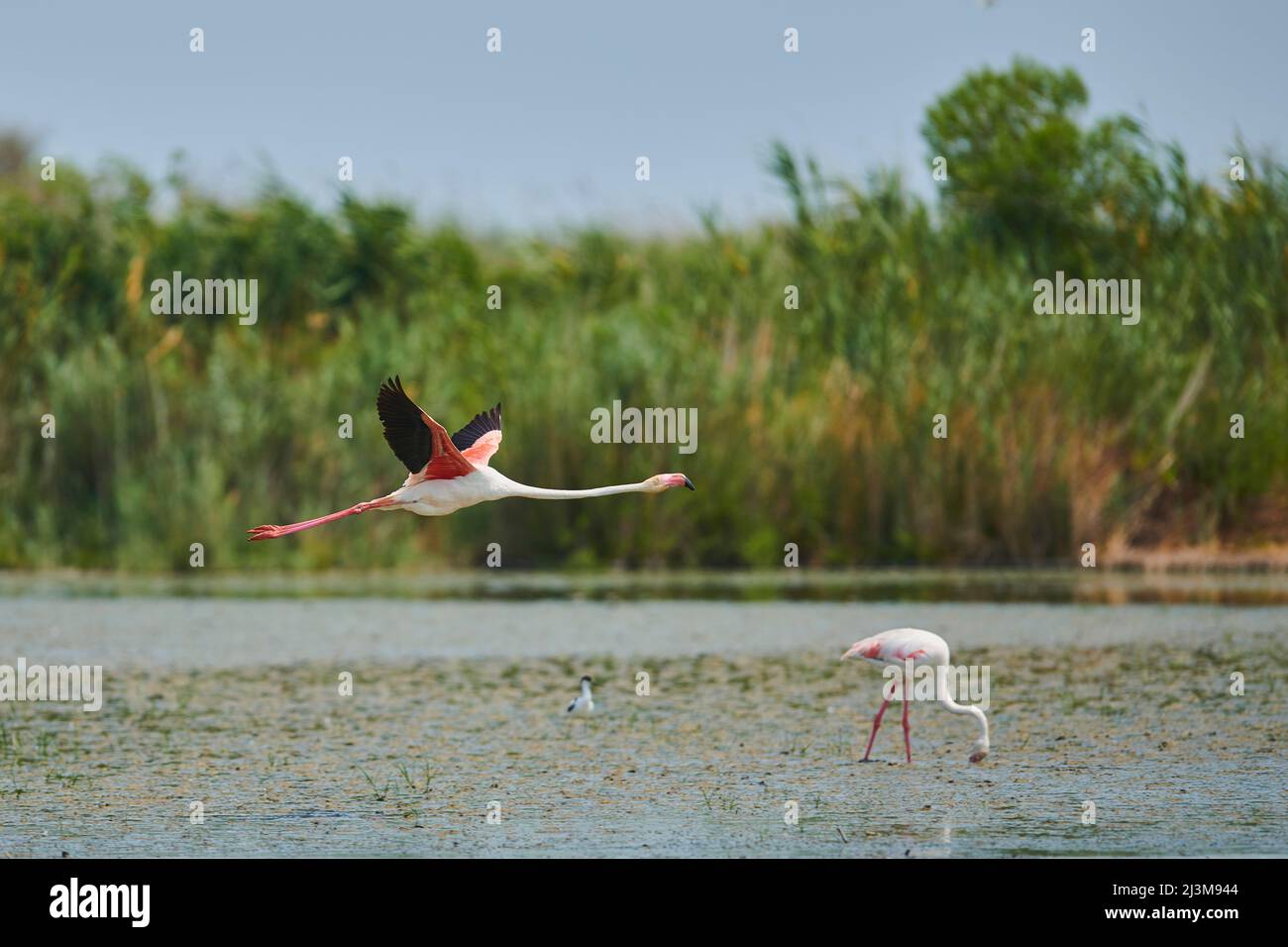 Großer Flamingo (Phoenicopterus roseus), der tief über dem Wasser fliegt, Parc Naturel Regional de Camargue; Frankreich Stockfoto