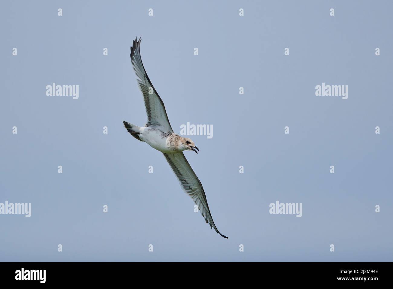 Jungmöwe (Larus michahellis) im Flug in einem blauen Himmel, Parc Naturel Regional de Camargue; Camargue, Frankreich Stockfoto