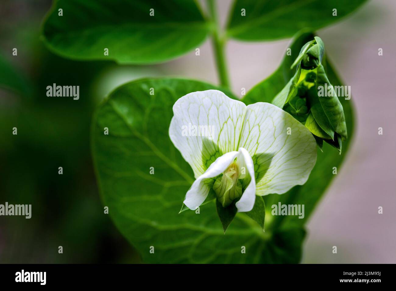 Nahaufnahme einer Erbsenblüte auf einer Pflanze; Calgary, Alberta, Kanada Stockfoto
