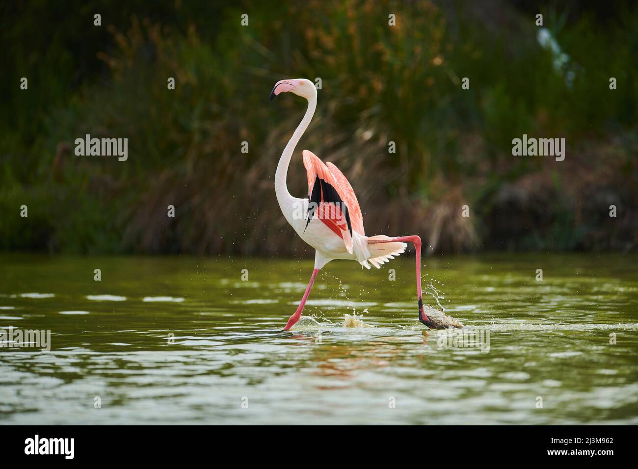 Großer Flamingo (Phoenicopterus roseus) läuft und hält seine großen Flügel im Wasser, Parc Naturel Regional de Camargue; Camargue, Frankreich Stockfoto