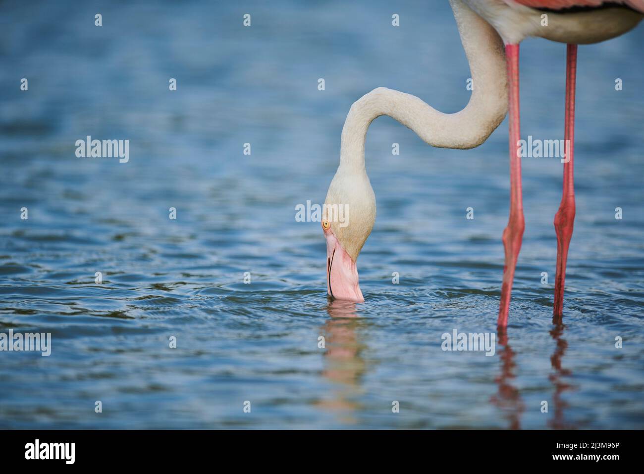 Großer Flamingo (Phoenicopterus roseus), der sich zu Wasser beugt, Parc Naturel Regional de Camargue; Camargue, Frankreich Stockfoto