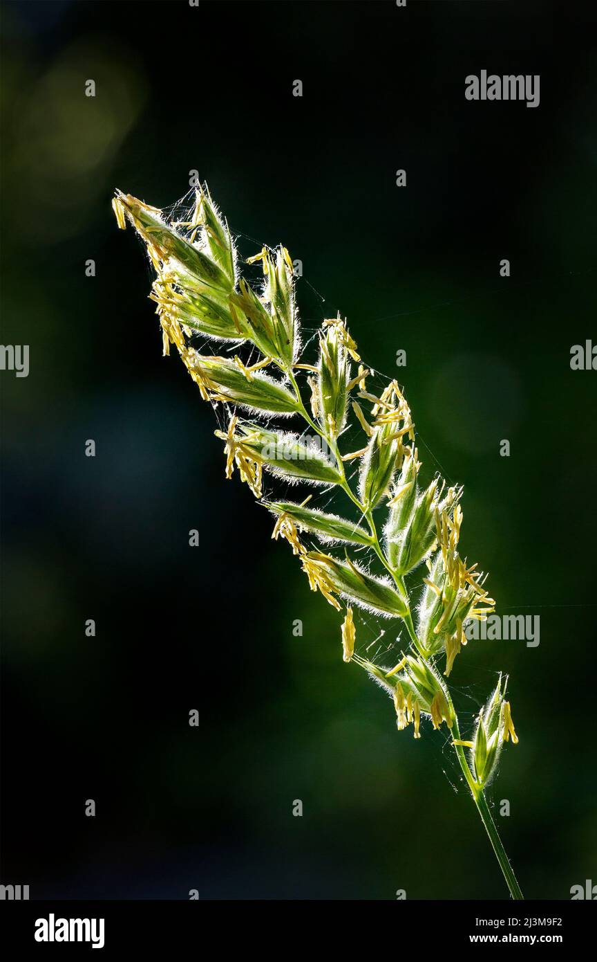 Nahaufnahme von Grassamen, die in der Sonne mit dunklem Hintergrund leuchten; Calgary, Alberta, Kanada Stockfoto