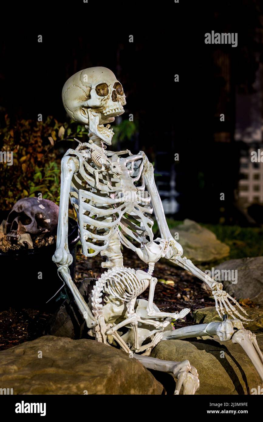 Skelett halloween Dekoration sitzt auf Felsen; Calgary, Alberta, Kanada Stockfoto