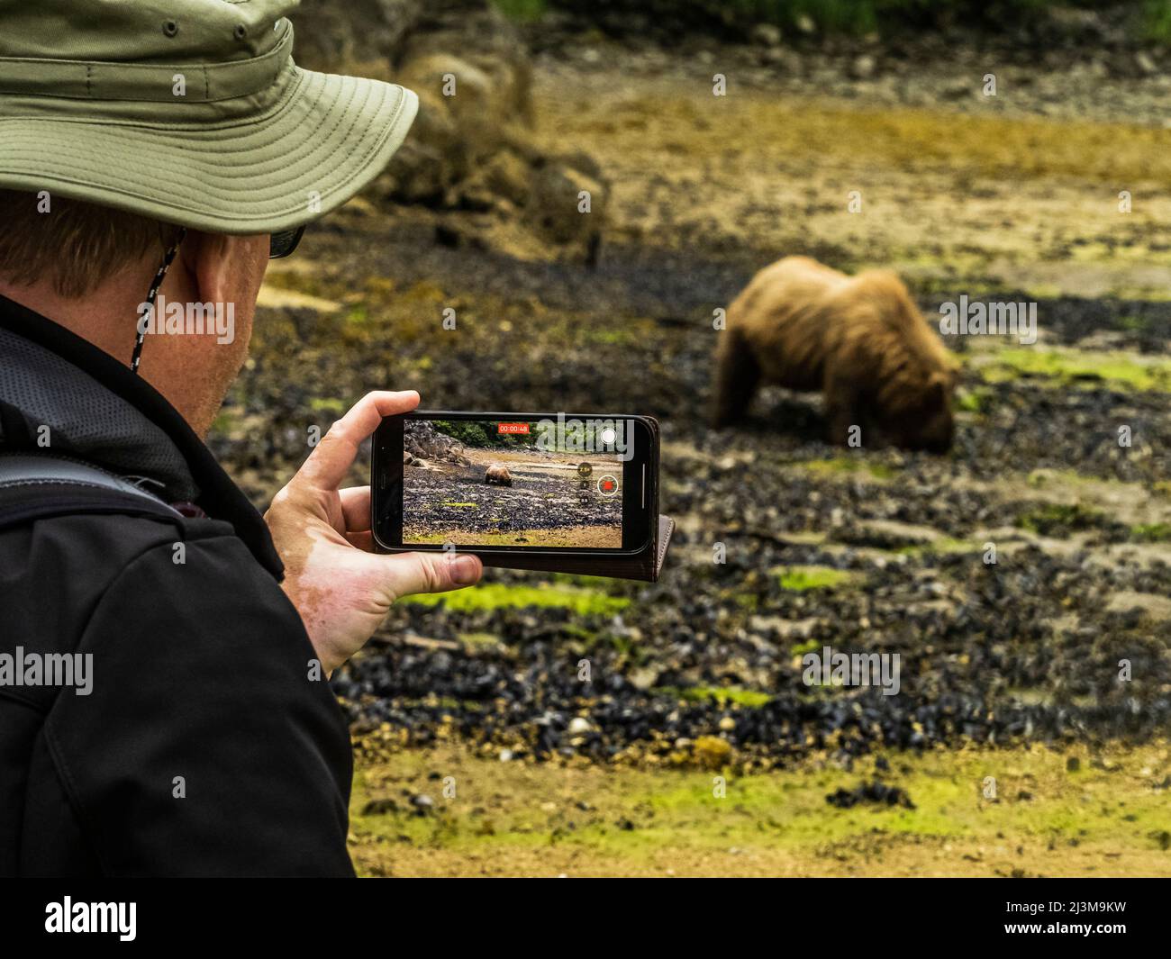 Ein Mann, der ein Smartphone hält, fotografiert einen braunen Bären (Ursus arctos horribilis), der bei Ebbe Muscheln im Geographic Harbor, Katmai Nationa, gräbt... Stockfoto