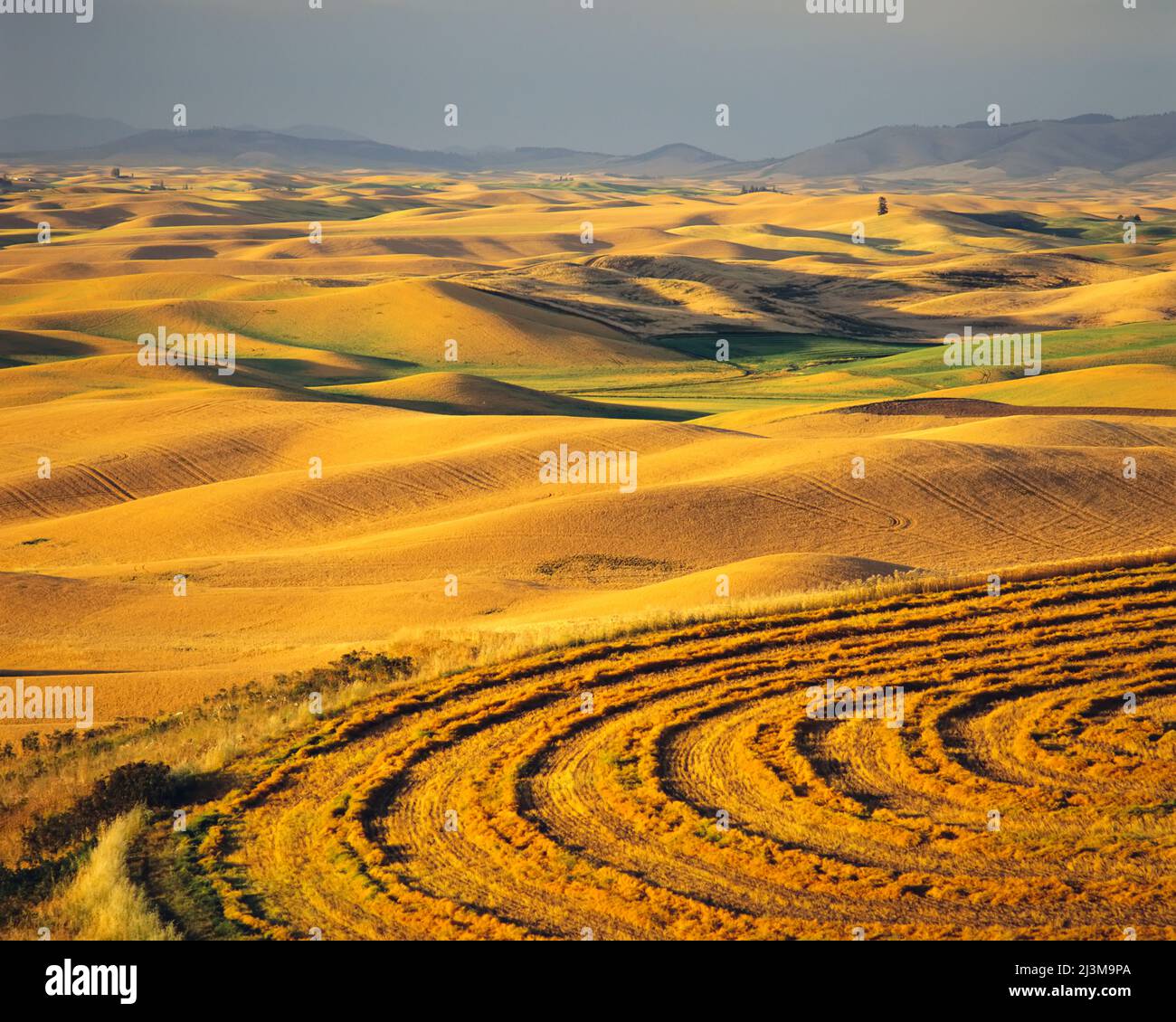 Goldenes Ackerland in den Palouse Hills; Washington, Vereinigte Staaten von Amerika Stockfoto