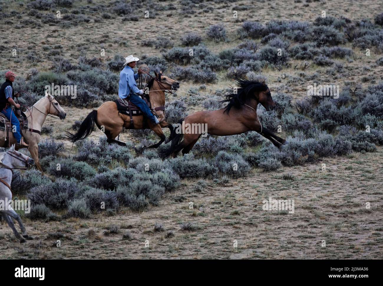 Wilder Hengst versucht, vor Cowboys zu fliehen, während eines Bureau of Land Management Gathering; Rock Springs, Wyoming, Vereinigte Staaten von Amerika Stockfoto