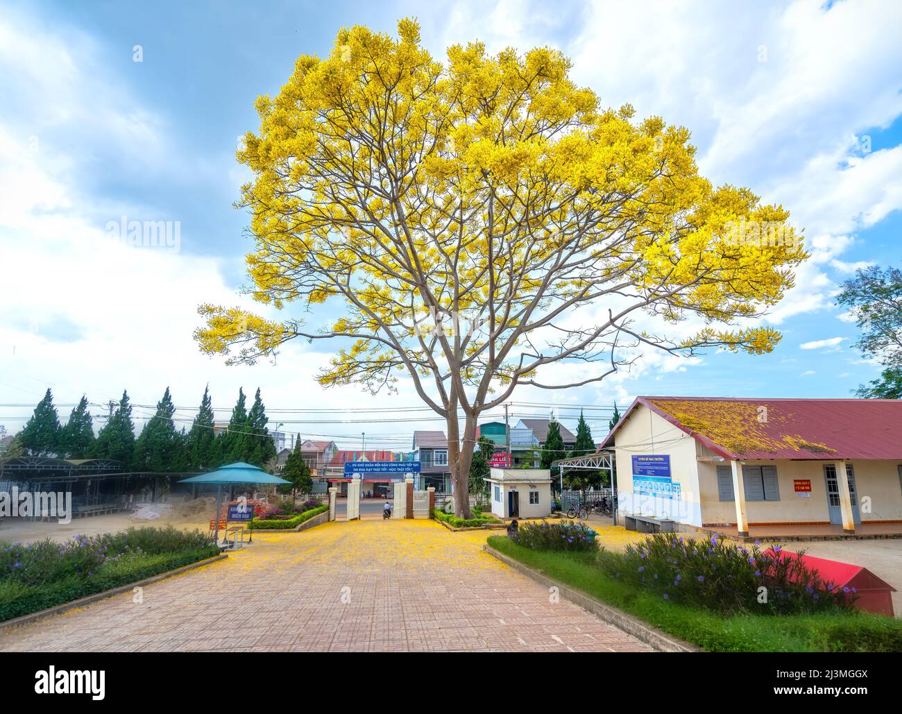 Der gelbe poinciana-Baum blüht bei Frühlingswetter vor dem Schulhof auf dem Di Linh-Hochplateau brillant. Alter Baum ehrt Schönheit der Schule in Lam Dong, V. Stockfoto