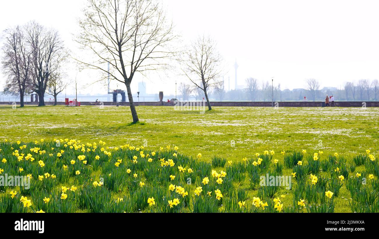Frühling in Düsseldorf: Grüne Wiese mit blühenden gelben Narzissen. Unscharfer Hintergrund mit Rheinturm. Stockfoto