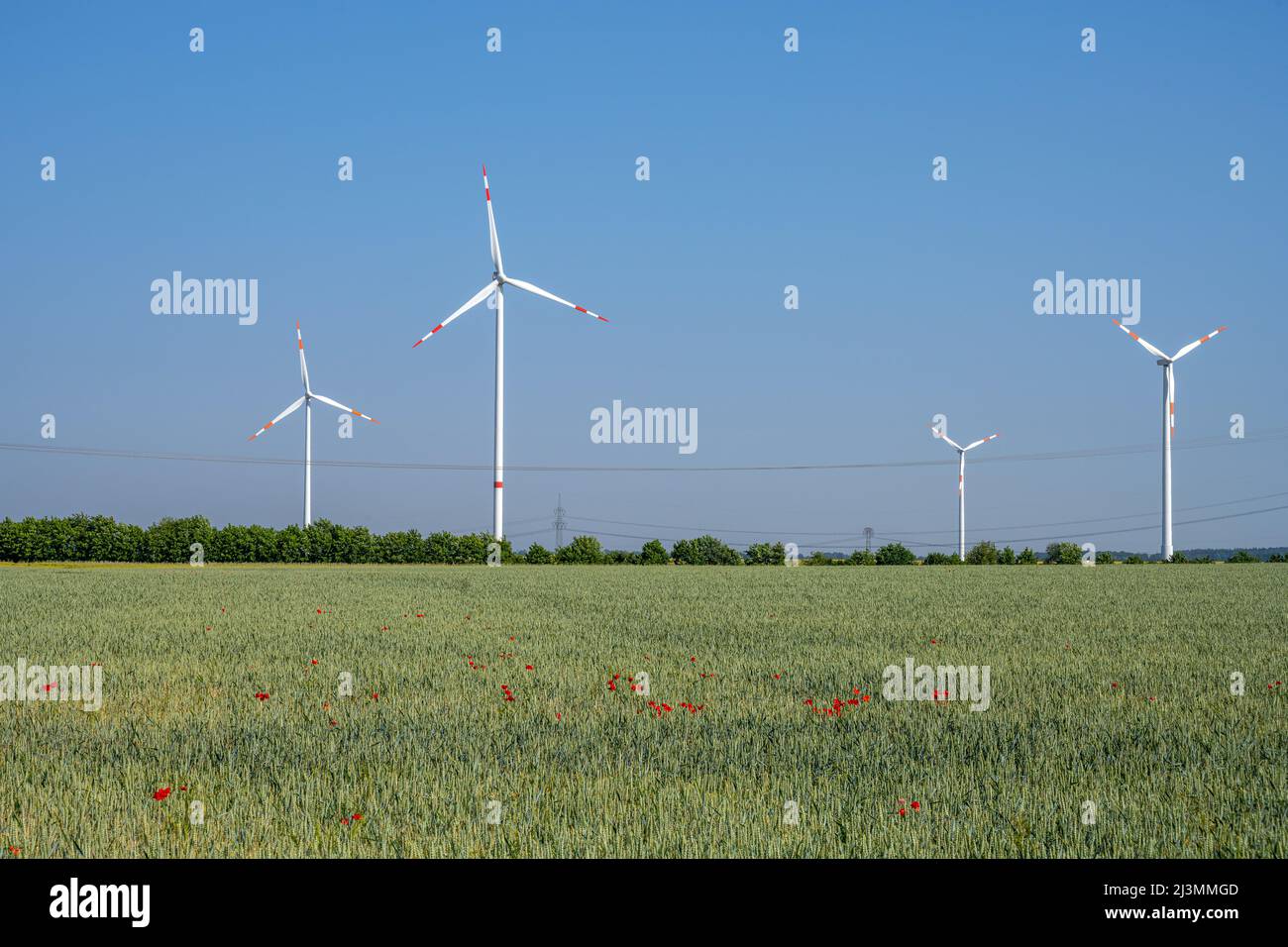 Windenergieanlagen hinter einem Kornfeld in Deutschland Stockfoto