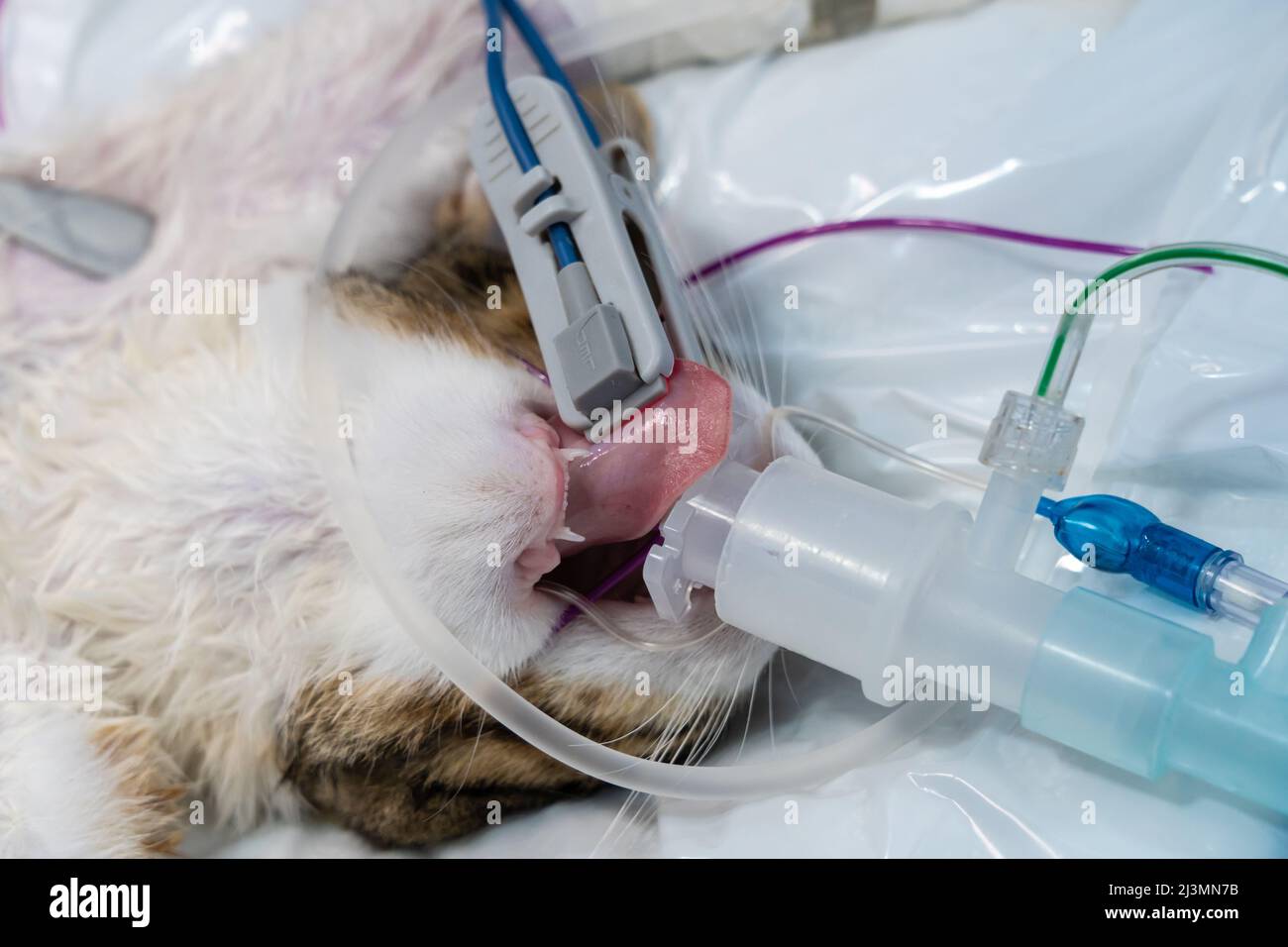 Endotracheale Intubation bei einer sedierten Katze vor einer Operation Stockfoto