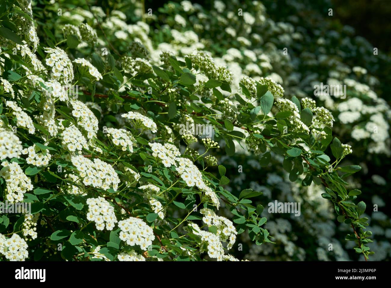 Grüne Jasminsträucher mit duftenden weißen Blüten Stockfoto