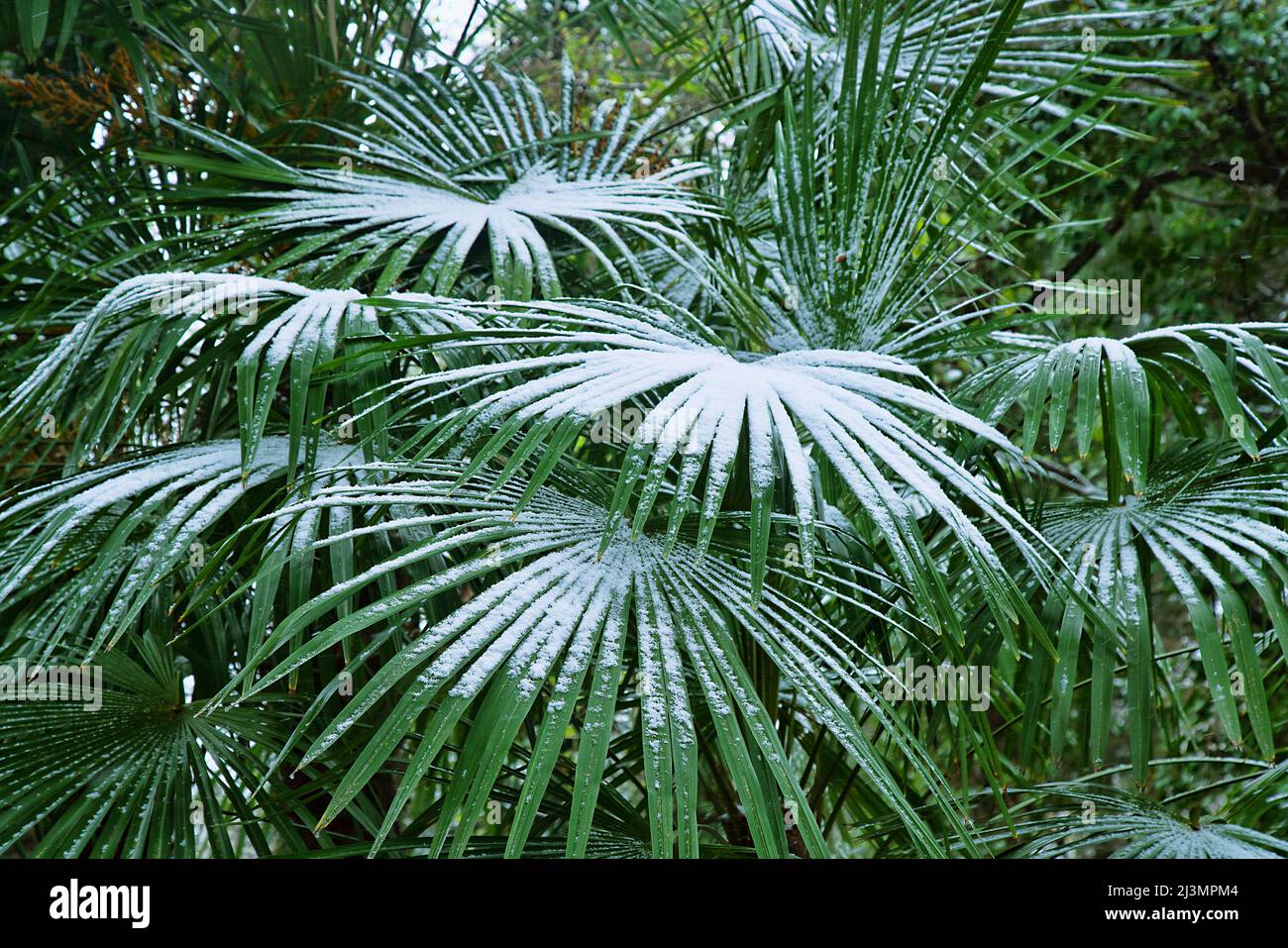 Subtropischer Wald mit einer Fächerpalme im Schnee. Holzig-grasbewachsenes Unterholz Stockfoto