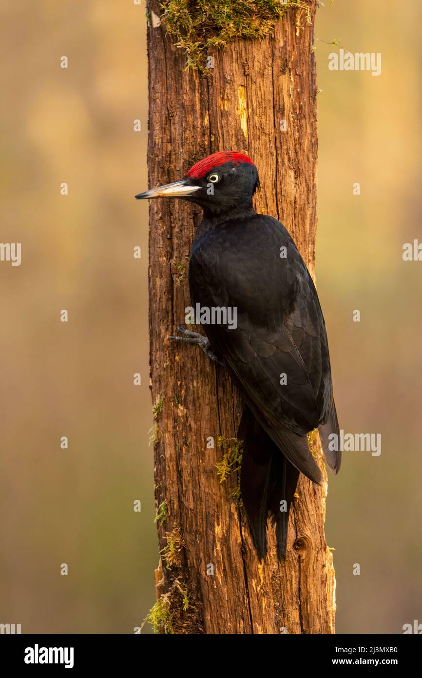 Schwarzspecht Dryocopus Martius, thront auf alten trockenen Zweig mitten im Wald mit grauer Hintergrund Stockfoto