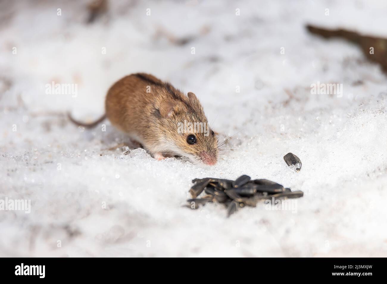 Gestreifte Feldmaus apodemus agrarius schaut im Winter aus dem Loch in klarem Schnee. Niedliche kleine gemeinsame Nagetier in der Tierwelt. Stockfoto