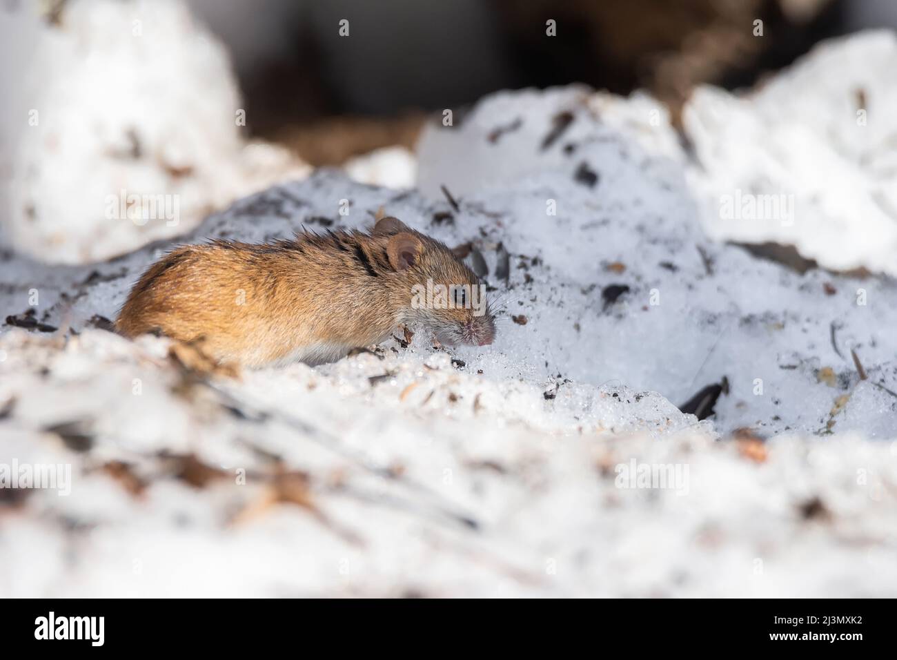 Gestreifte Feldmaus apodemus agrarius schaut im Winter aus dem Loch in klarem Schnee. Niedliche kleine gemeinsame Nagetier in der Tierwelt. Stockfoto