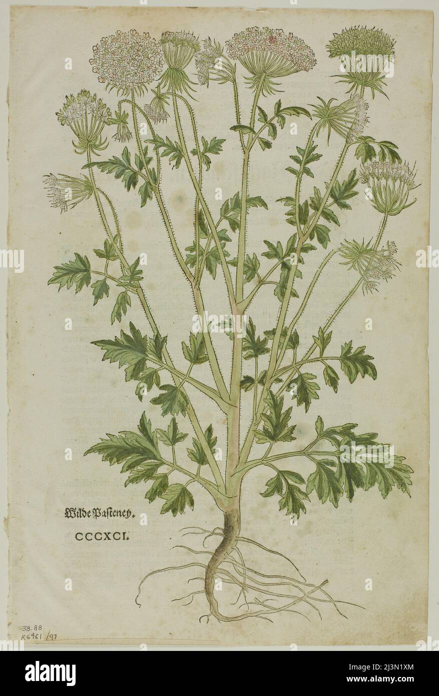 Blatt aus dem Neuen Kreuterbuch von Leonhart Fuchs, Tafel 97 aus Holzschnitten aus Büchern des XVI. Jahrhunderts, 1543, zusammengestellt in Mappe 1937. Stockfoto